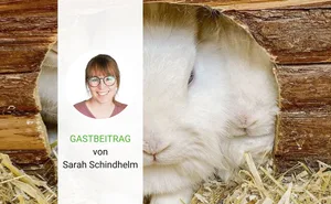 Nicht immer idyllisch: Die als Chinaseuche bekannte virale hämorrhagische Krankheit kann ganze Kaninchenbestände auslöschen.