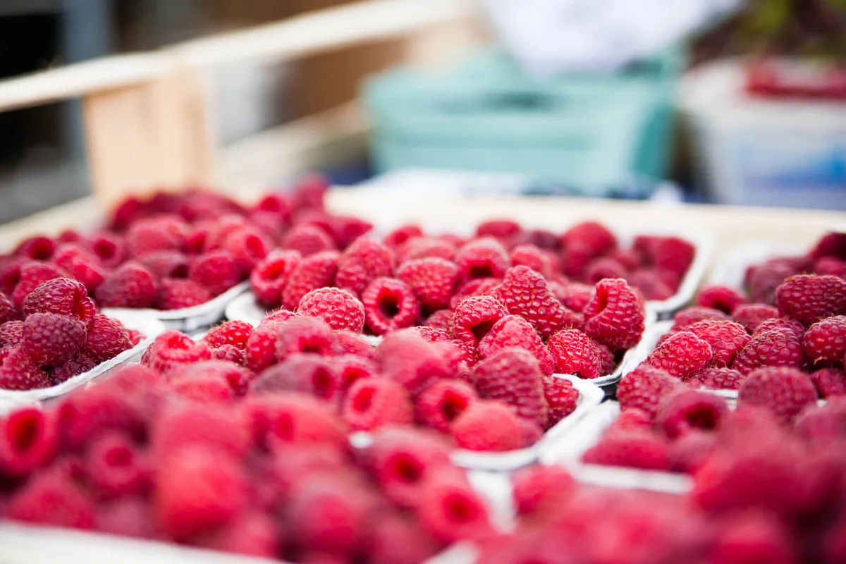 192f85d35519dcc28b09d7f2c397330303bc089c Schon seit dem Altertum werden Himbeeren gesundheitsfördernde Wirkungen nachgesagt. So verfügen sie unter anderem über wertvolle Mineralstoffe, Fruchtsäure, Fruchtzucker und einen hohen Vitamin-C-Gehalt. (Bild Pixabay)