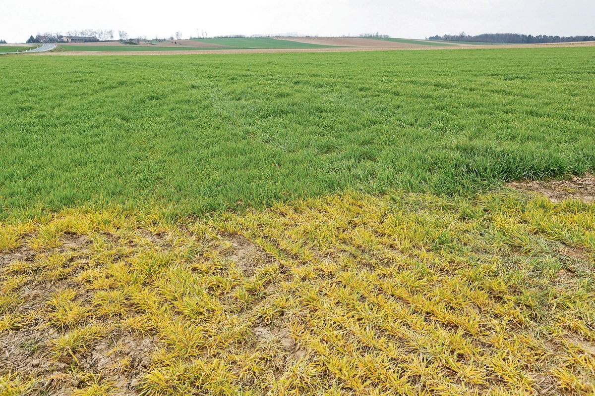 Ein totaler Verzicht auf Glyphosat wäre laut einem Bericht auf einem grossen Teil der Ackerflächen und beschränkt bei Spezialkulturen möglich, allerdings mit negativen Umwelteffekten. (Bild Keystone)