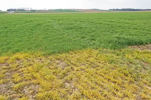 Ein totaler Verzicht auf Glyphosat wäre laut einem Bericht auf einem grossen Teil der Ackerflächen und beschränkt bei Spezialkulturen möglich, allerdings mit negativen Umwelteffekten. (Bild Keystone)