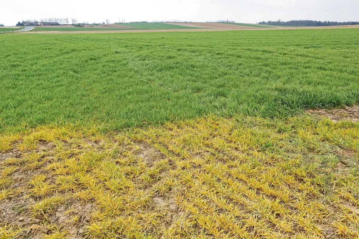 59214a6f6d3c0a4fc410bc9ecac94405eca5fb5a Ein totaler Verzicht auf Glyphosat wäre laut einem Bericht auf einem grossen Teil der Ackerflächen und beschränkt bei Spezialkulturen möglich, allerdings mit negativen Umwelteffekten. (Bild Keystone)