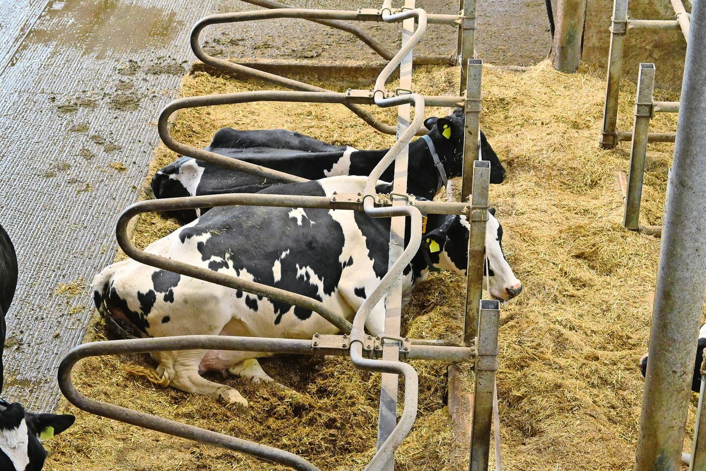 Eine gute Tierhaltung reicht nicht: Beim baulichen Tierschutz geht es um Zentimeter. Etwa bei der Höhe des Bugholzes in den Boxen.