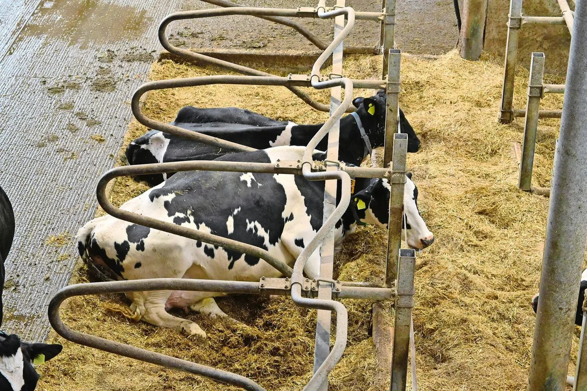 Eine gute Tierhaltung reicht nicht: Beim baulichen Tierschutz geht es um Zentimeter. Etwa bei der Höhe des Bugholzes in den Boxen.