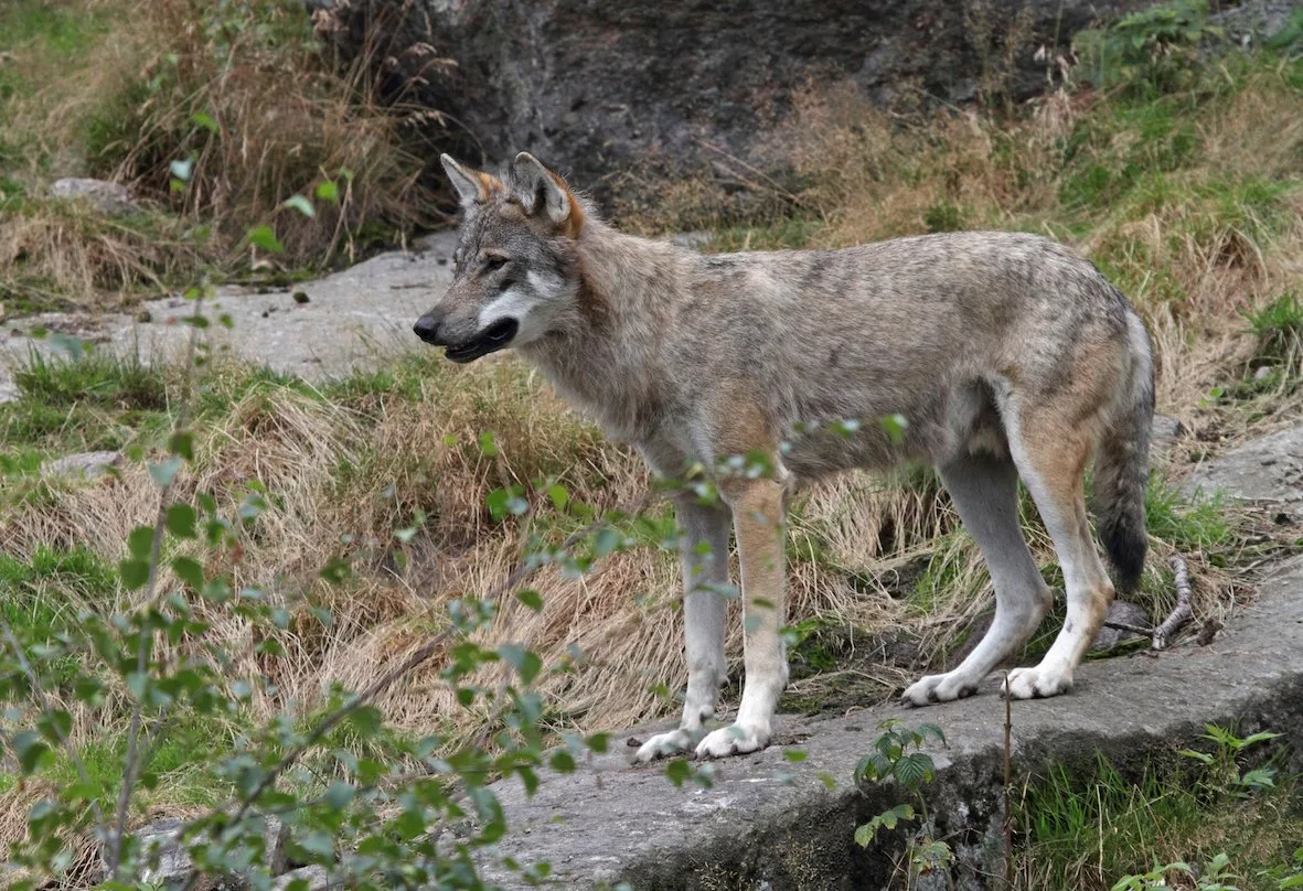 OS_49_C_Wolf_Wolf «Die Abschüsse haben bereits Wirkung gezeigt»