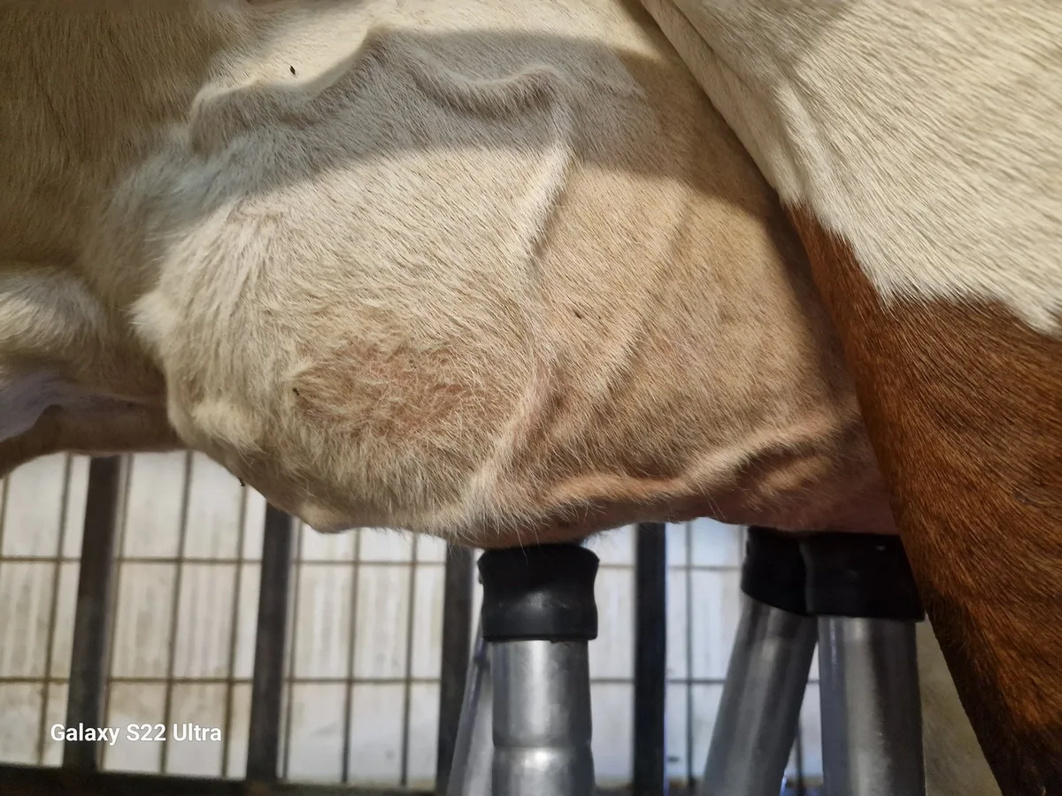 20240916_162712 Zellzahlen im Griff: Sieben wichtige Schritte, wie man die Milchqualität verbessert