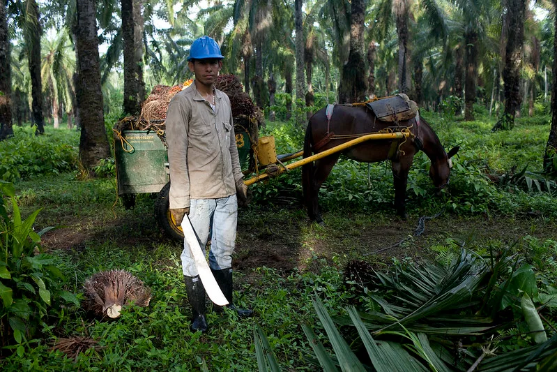487a802ebaf6d704716ad489596e36241d894276 Je rund 30 Prozent der Palmölimporte stammen aus Malaysia und den Salomonen. Weitere Herkunftsländer sind Elfenbeinküste, Papua Neuguinea und Kambodscha. (Symbolbild Flickr / Solidarity Center)
