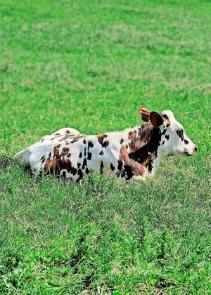 PFAS können sich in der Nahrungskette anreichern.