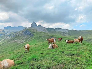 Die diesjährige Vegetation auf den Alpweiden startete früh und das Gras wuchs teils schneller, als es genutzt werden konnte.