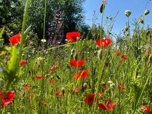 Die App «Naturpfade» und die Plattform «Future Planter» helfen die Biodiversiät zu fördern und zu entdecken. (Bild et)