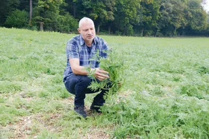 Daniel Zürcher hier auf einem Feld, auf dem er nach der Getreideernte eine Gründüngung angesät hat.