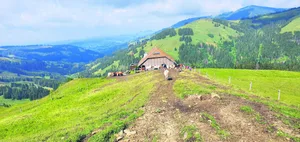 Alpaufzug in der Gemeinde Plasselb FR.
