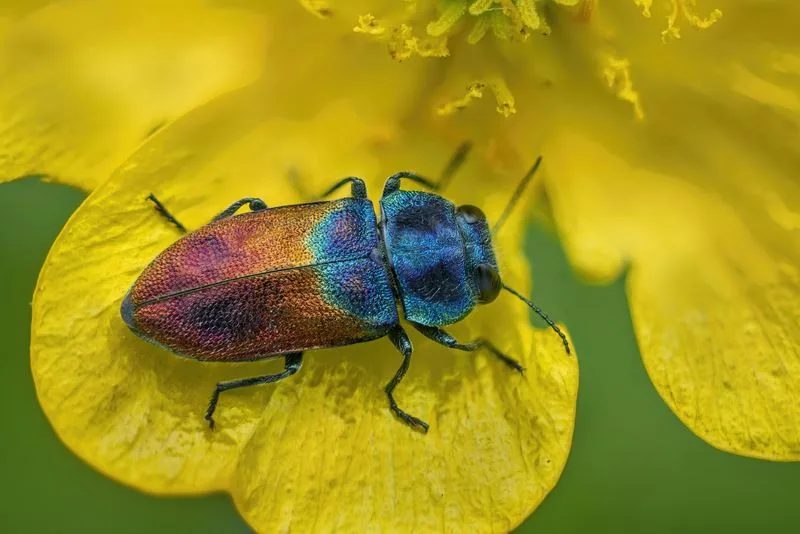 csm_weidenprachtkaefer-insektenbericht_scnat_813bc2917a Die Insektenvielfalt in der Schweiz nimmt ab
