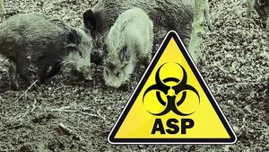 Laut den amtlichen Angaben wurde die Seuche bei mindestens sechs Wildschweinen im Kreis Zielona Góra und bei zwei weiteren Tieren im benachbarten Kreis Nowosolski nachgewiesen. (Bild agrar-press)