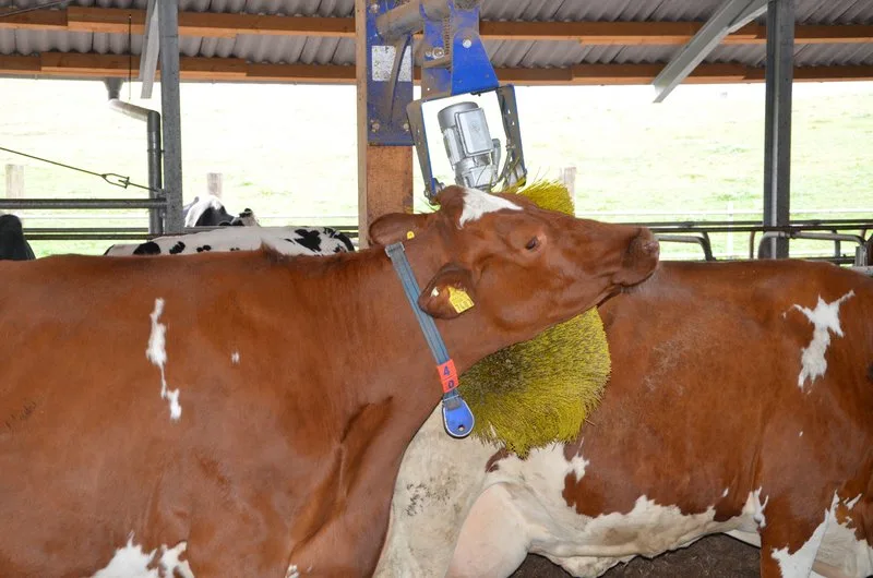 59d0aed96f5e735c382d52e6b147d5cc6a923e14 Kühe lieben Kratzbürsten - das ist jetzt auch wissenschaftlich bewiesen. (Bild Aline Küenzi)