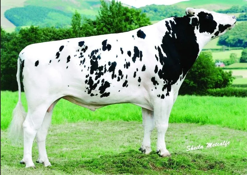 f2d10f93357f068b61fa84af18dfeb6e2f566a26 Picston Shottle ist gestorben. (Bild Sheila Metcalfe)