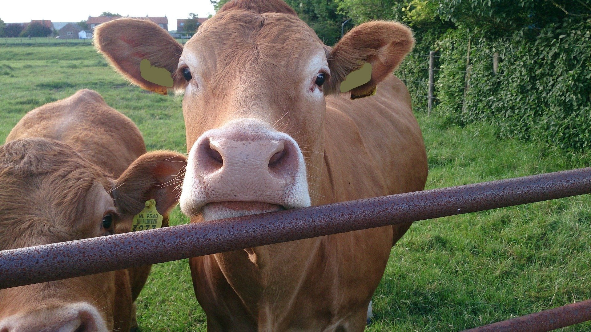 Die Ombudsstelle Tierwohl funktioniert, wird aber zu selten genutzt