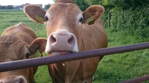 Ziel der Ombudsstelle Tierwohl ist es, Tierschutzverstösse in der Nutztierhaltung früh zu erkennen und zügig Massnahmen einzuleiten. Es handelt sich um eine brancheninterne Lösung.