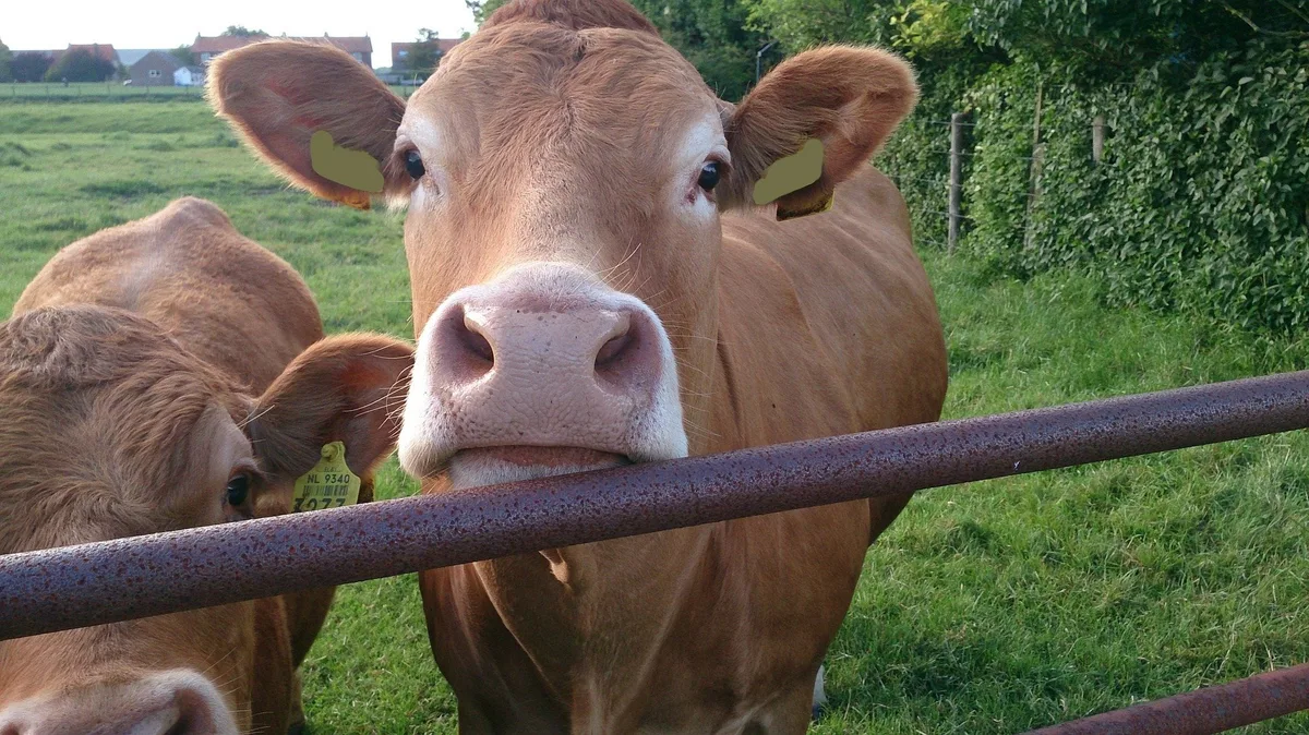 Die Ombudsstelle Tierwohl funktioniert, wird aber zu selten genutzt