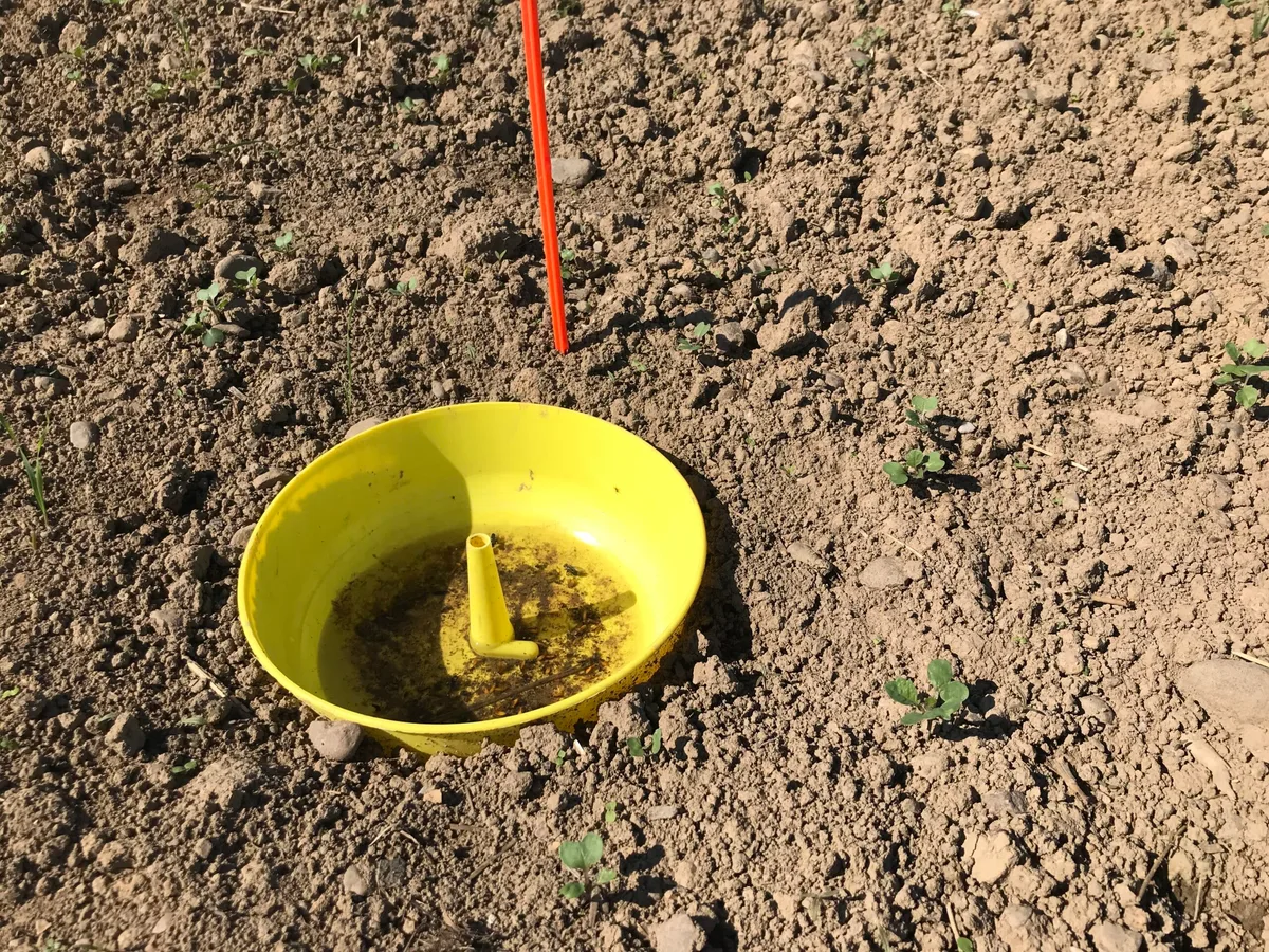 97723c65fab905d0b640a1060de1ddcae92312ea Nach der Saat werden Gelbfallen zur Hälfte eingegraben und mit Wasser und etwas Seife gefüllt, um den Einflug des Erdflohs zu überwachen. (Bild BauZ)