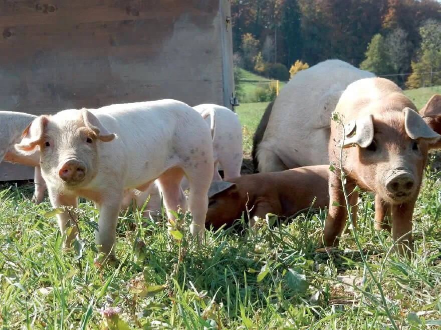 e9cb9d115c9cb195c70b84baf6dd2208934b6733 Vom Verhalten von Wildschweinen lassen sich laut FiBL einige Informationen für eine gelungene Haltung von Hausschweinen im Freiland ableiten. (Bild FiBL)