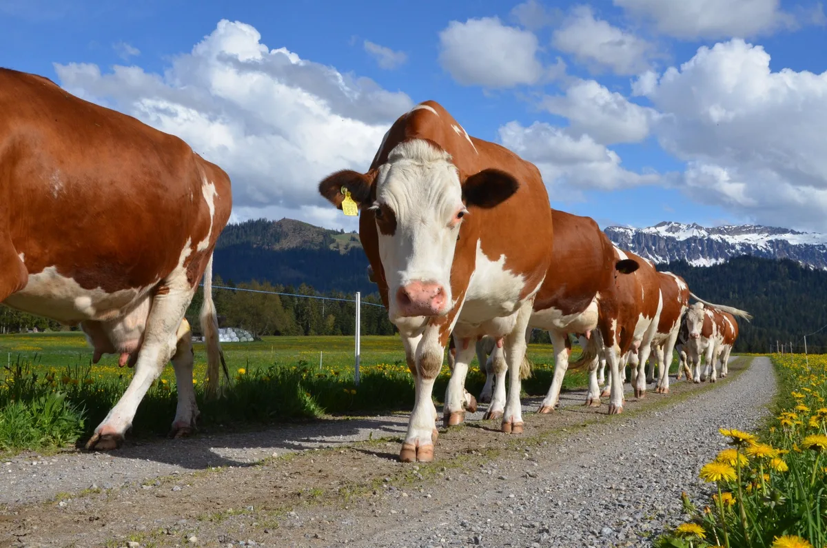 DSC_9053 Untersuchung der Nutzungsdauer: Swiss Fleckvieh lebt am längsten