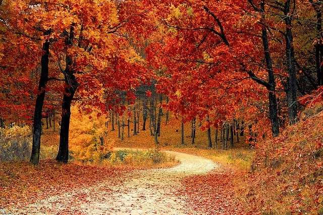 Ein Aufenthalt in der Natur ist gut für Körper und Geist. BAG und Bafu wüssten aber gerne mehr über die Zusammenhänge zwischen Umwelt und Gesundheit. (Bild Pixabay)