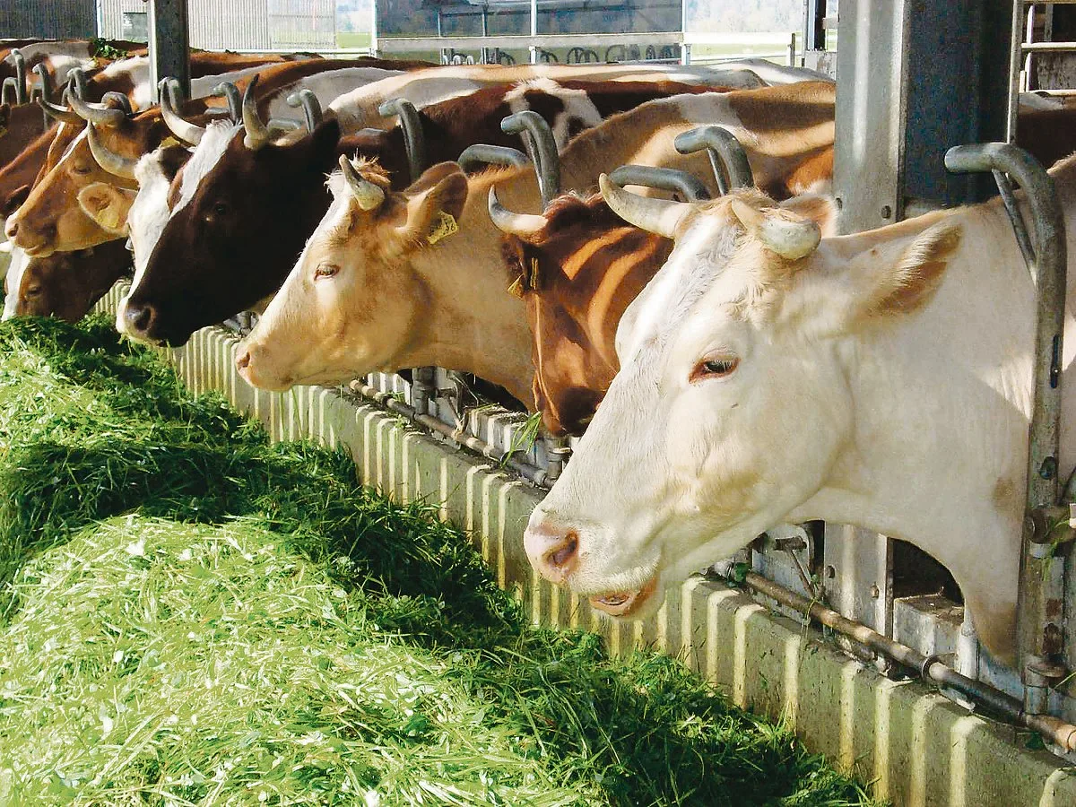 d4410ad565fc81481a2a24fd372c6197a0e90f58 Bei hohen Temperaturen, wenig Schatten auf der Weide und einer grossen Insektenplage fühlen sich Kühe im Stall wohler – wenn das Stallklima stimmt.(Bild BauZ)
