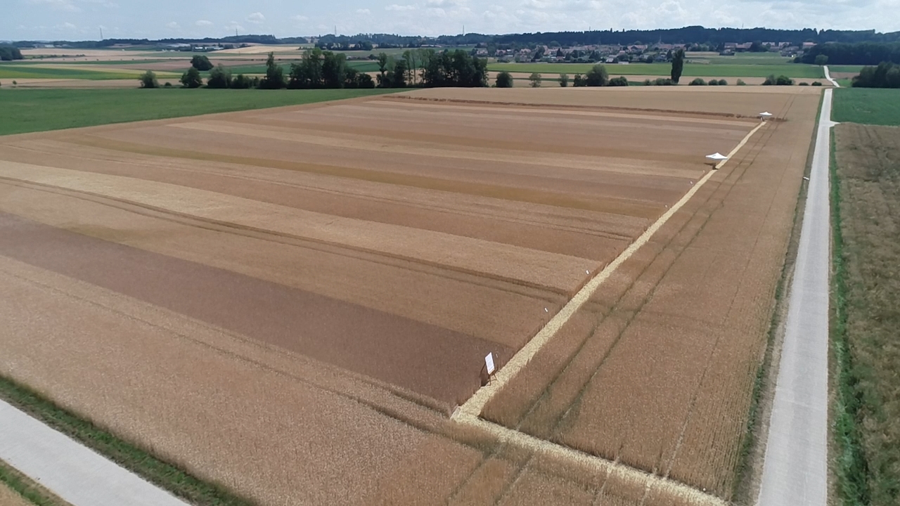 Die verschiedenen Saatgutbehandlungs-Verfahren wurden in Streifen im Feld getestet, hier bei Landwirt Aubin Matthey in Bioley-Orjulaz VD.