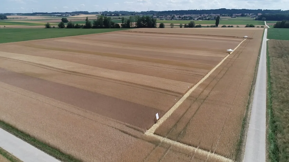 dji1783407643333.jpg Die verschiedenen Saatgutbehandlungs-Verfahren wurden in Streifen im Feld getestet, hier bei Landwirt Aubin Matthey in Bioley-Orjulaz VD.