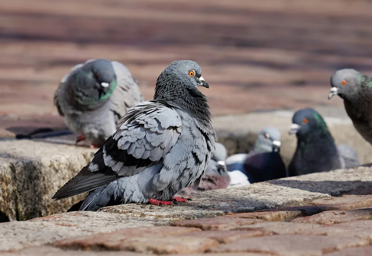 pigeons-g1caa17ad8_1920 Massnahmen nach Newcastle-Krankheit im zürcherischen Niederglatt beendet