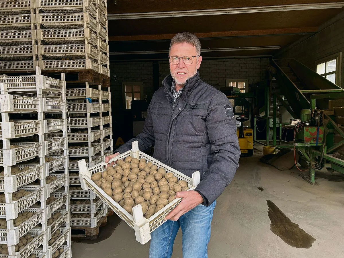 375ad71824834d8ae33446115a5937e900453bdb5a33682f4f3d2031aae515a9 Erstmals baut Daniel Erb in diesem Jahr mit SH C 1010 eine Chips-Sorte an. «Diese schnitt bei den Sortenversuchen gut ab und soll trockenheitsresistenter als andere Sorten sein.»