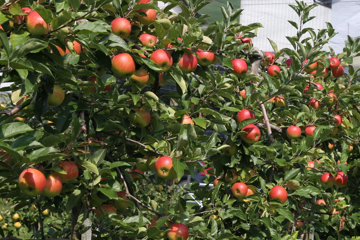 180906_Äpfelernte18 002.JPG Bei den Äpfeln eine ideale Fruchtgrösse und eine ausreichende Deckfarbe zu erreichen, war heuer fordernd.