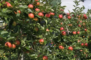 Bei den Äpfeln eine ideale Fruchtgrösse und eine ausreichende Deckfarbe zu erreichen, war heuer fordernd.