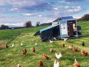 Mobile Einheiten für Legehennen bieten auch gesundheitliche Vorteile: Der Parasitendruck nimmt wegen der ständigenStandortwechsel ab.