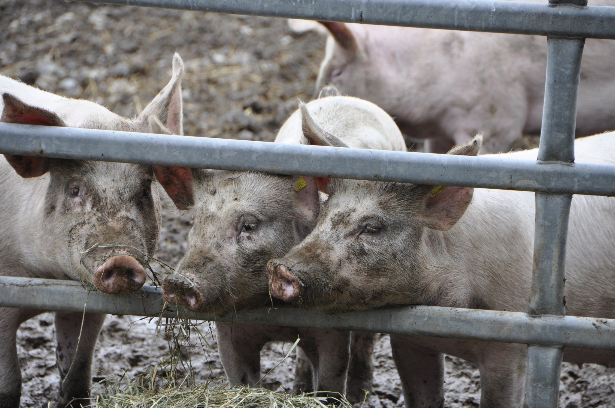 Eine Stilllegungsentschädigung soll den Schweinemarkt wieder ins Lot bringen
