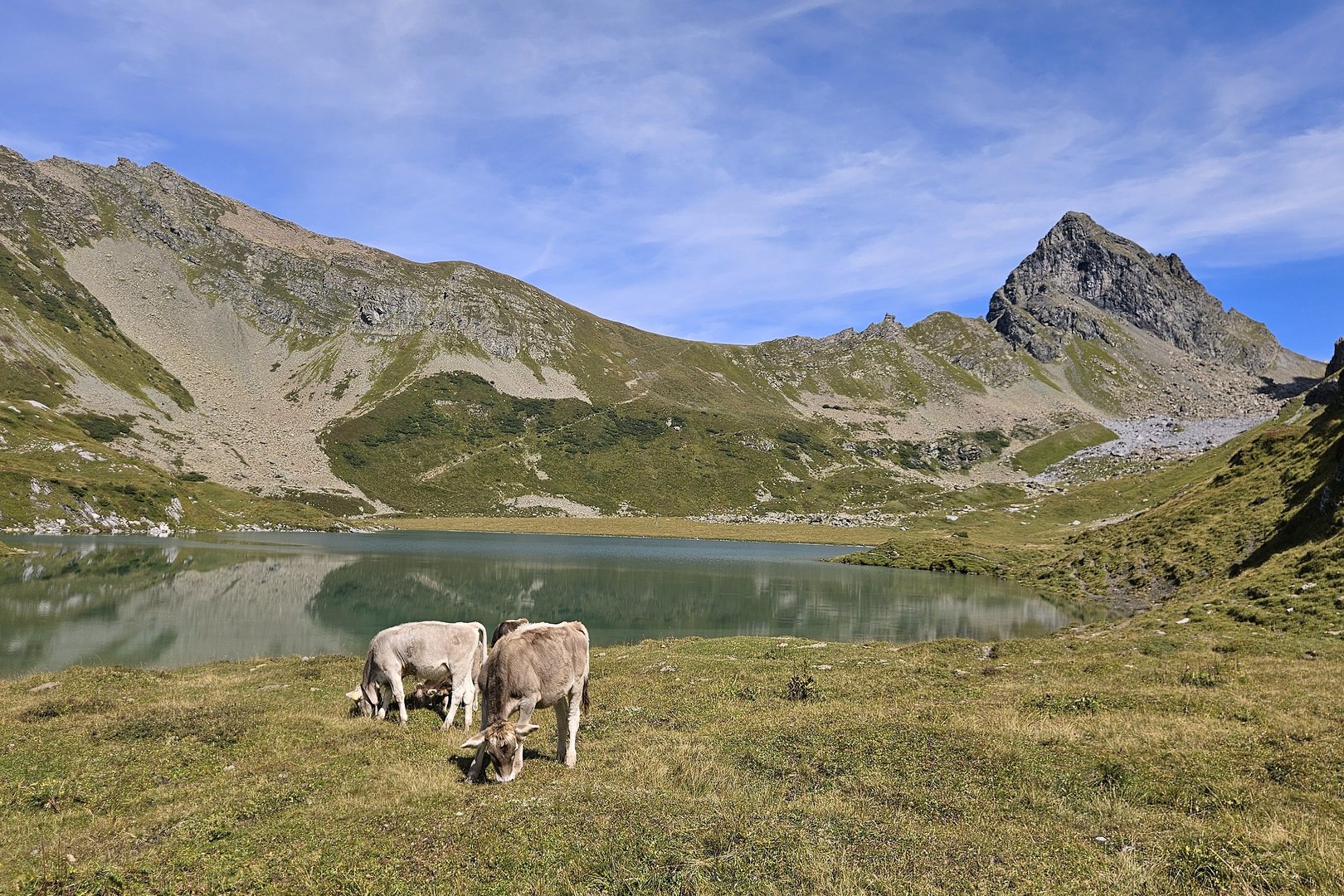 Kritik an Kuh frustriert: Wie klimabelastend ist die Kuh wirklich?