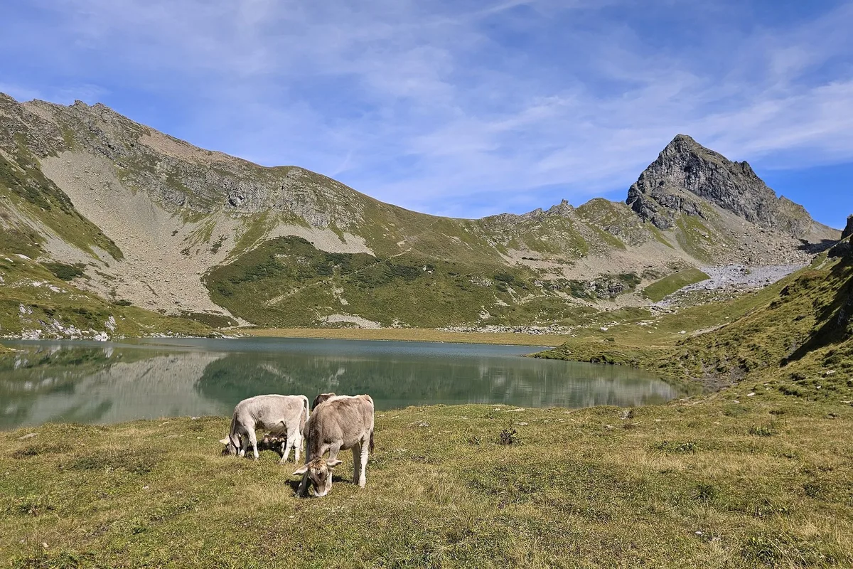 Die_Grünlandnutzung_und_die_Alpwirtschaft_prägen_die_Rindviehhaltung_im_Berggebiet._Die_Bewirtschaftung_beansprucht_kaum_Flächen__welche_für_den_Ackerbau_geeignet_wären._ Kritik an Kuh frustriert: Wie klimabelastend ist die Kuh wirklich?