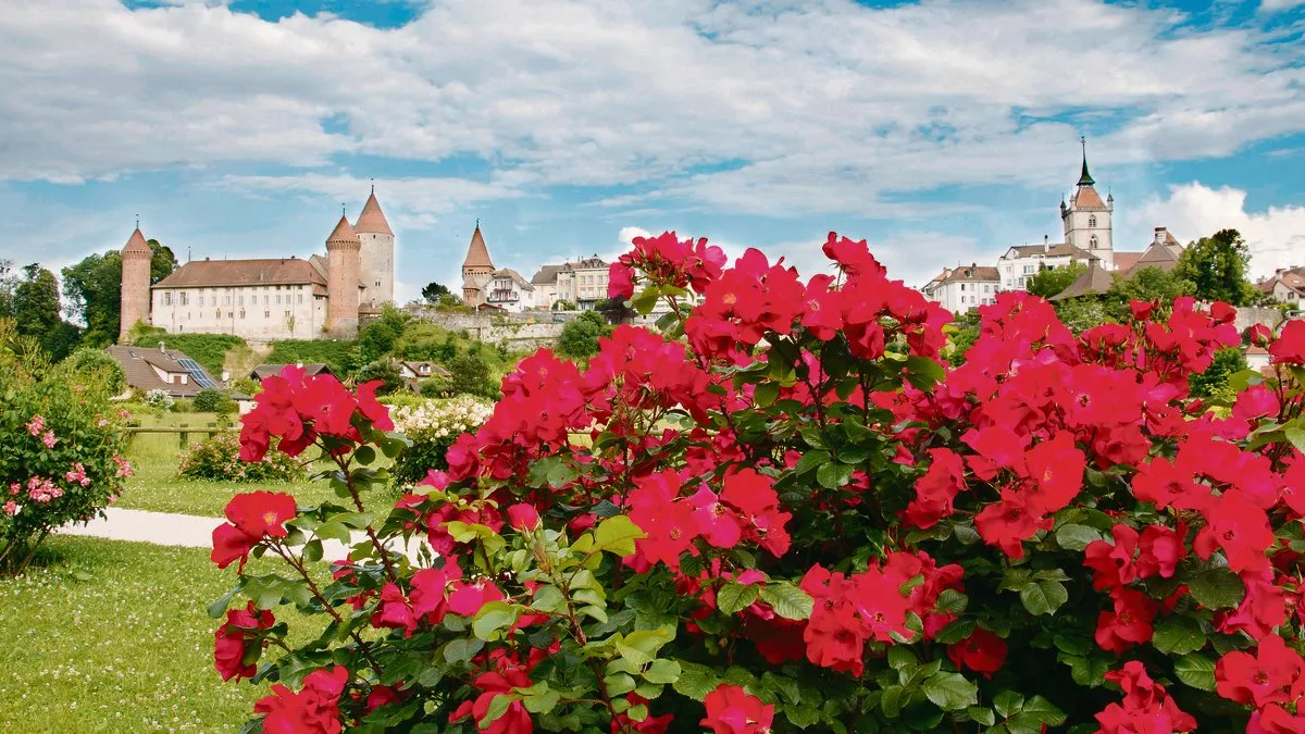 2b7625b3ade5650bd1c23383b41617c078e74feb Eine Stadt und ihre Rosen: Estavayer-le-Lac hat die Rose nicht nur in ihrem Wappen, sie widmet der duftenden Blüte auch ein Sommerwochenende. (Bild Martin Rihs)