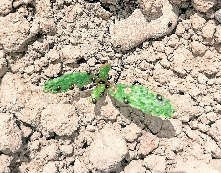 In trocken gebliebenen Gebieten wurden z. T. massive Erdflohbefälle festgestellt. Nach dem Regen ist eine genaue Kontrolle gefragt.