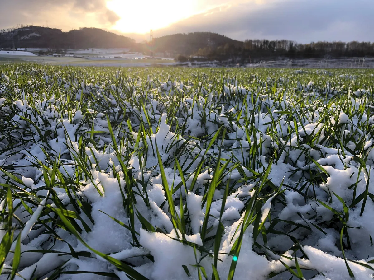608c0ada5fdb01bfa3af39a6349578381277d086 Der Temperatursturz hat das Wachstum kurzzeitig abgebremst. Pflanzenschutzmassnahmen sind zu dieser Zeit nicht sinnvoll. (Bild David Perler)