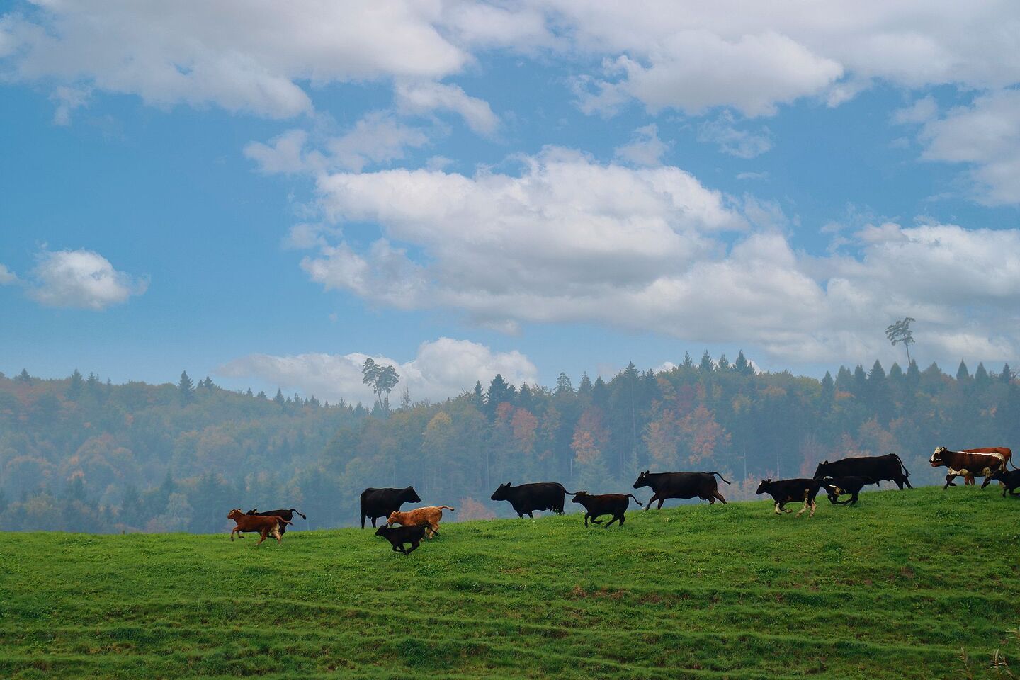 Ab auf die Weide: Bevor die Grassaison startet, sollten einige Arbeiten erledigt werden, die im Stall einfacher gehen.