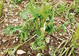 Landwirt(innen), deren Kulturen 2021 von einem schweren Hagelschlag getroffen wurden, haben eine Entschädigung durch ihre Versicherung erhalten.