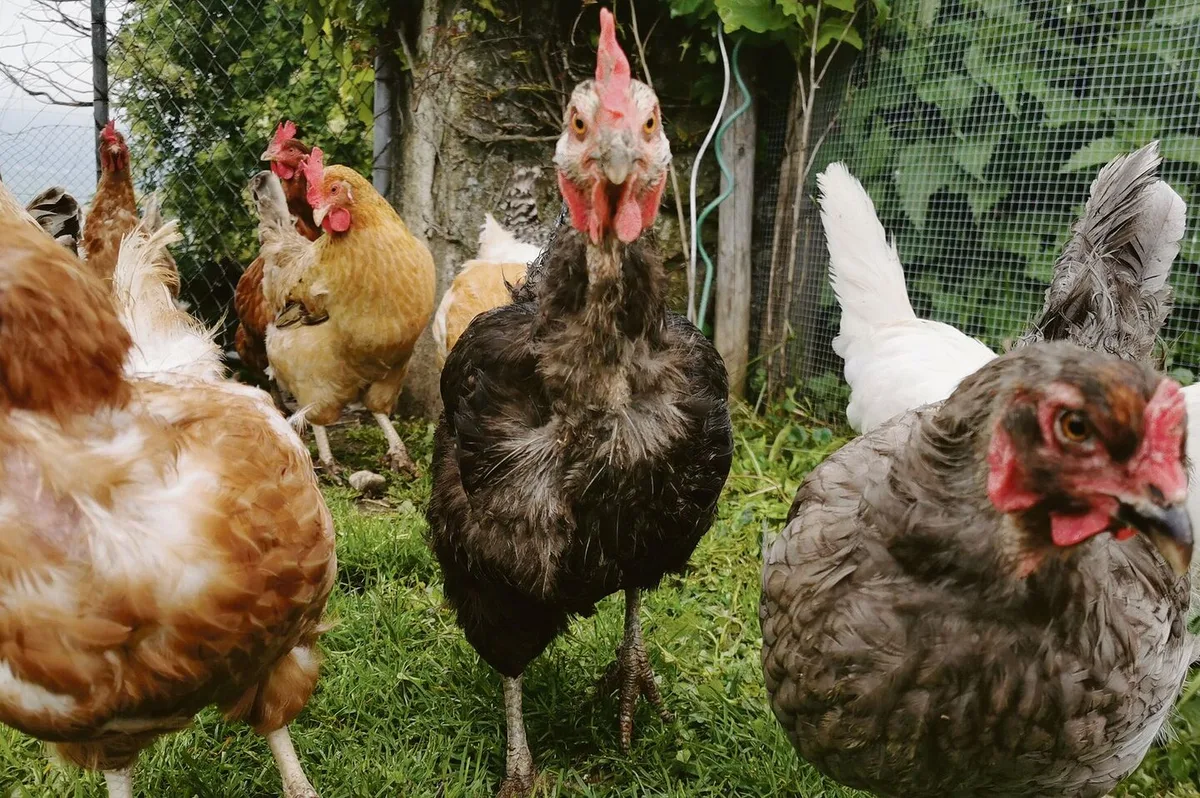 Die Raptoren (Räuber) im Hühnerhof warten sehnlichst auf die Wiedereinführung des tierischen Eiweisses. Anderen, wie Christian Oesch, Geschäftsführer Vereinigung Schweizerischer Futtermittelfabrikanten, erscheint die Angelegenheit delikater.