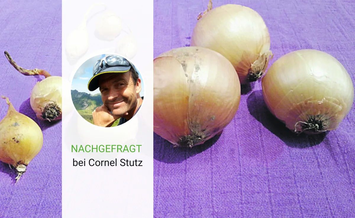 Artikel_Gastbeitrag_BauZ__5_ «Mit der Pflanzenhomöopathie ist es wie mit der Elektrizität»