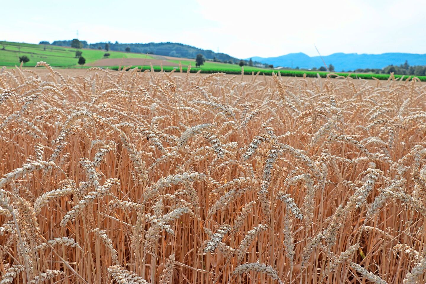 Viel Regen wird erst für Mitte Monat prognostiziert. Viele Bestände sind aber bereits jetzt in der Kornfüllungsphase.