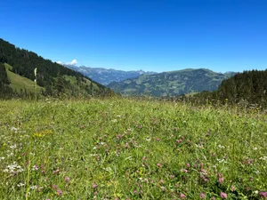 Die Abschlusserhebung Sömmerung 2022 und Natur 2022 findet vom 2. bis zum 21. September 2022 statt.
