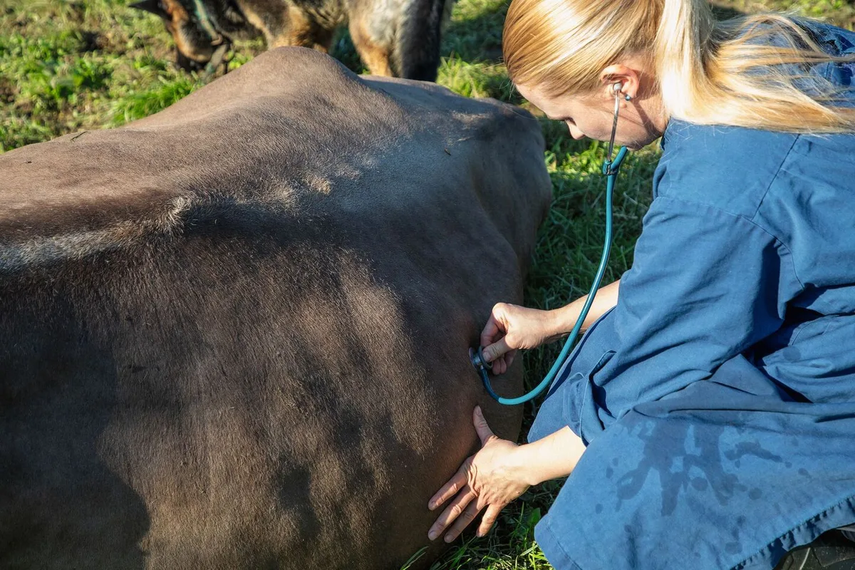 de4fe084cebf48c94b97108ee543937e54ac06a1595e99737477b40841ae5baa Eine Tierärztin behandelt eine Kuh, die auf der Weide festliegt.