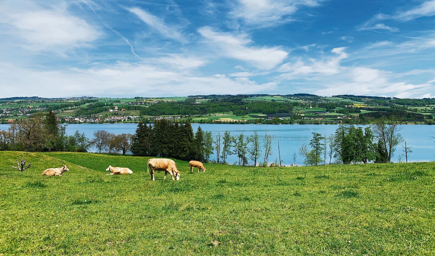 Die Tierhaltung in den Seegebieten, Bild am Baldeggersee, bleibt unter Druck. Die Phosphorbelastung sei nach wie vor zu hoch. Über die Wirkung der Massnahmen herrscht aber Uneinigkeit.