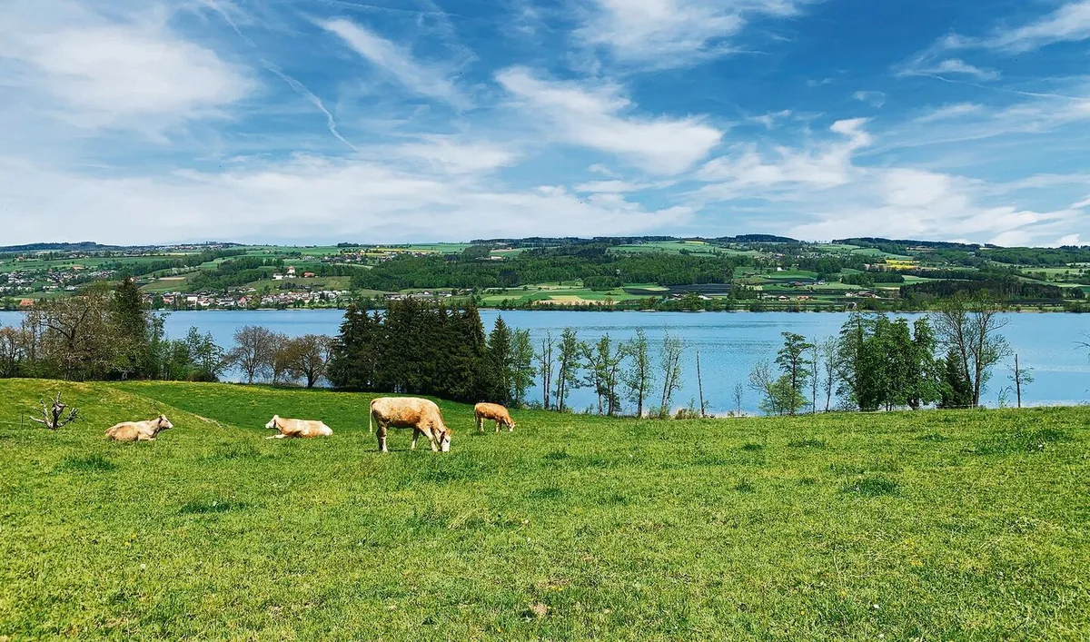 Die Tierhaltung in den Seegebieten, Bild am Baldeggersee, bleibt unter Druck. Die Phosphorbelastung sei nach wie vor zu hoch. Über die Wirkung der Massnahmen herrscht aber Uneinigkeit.
