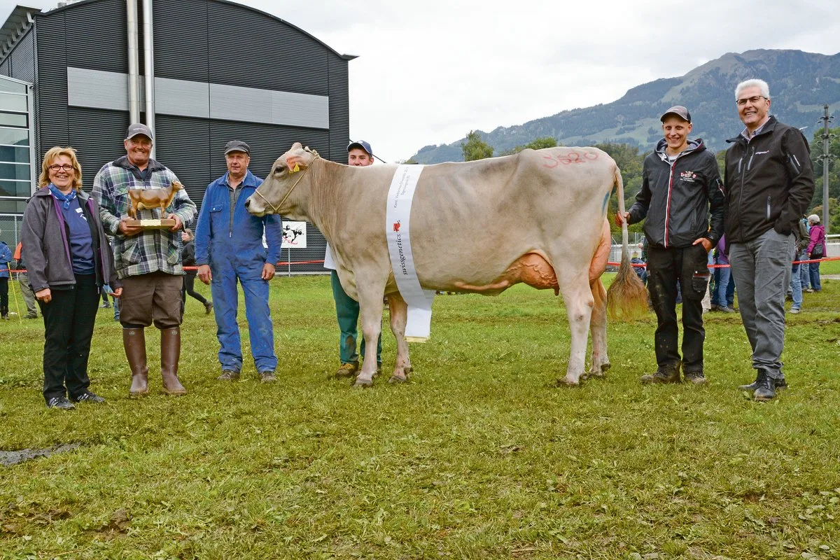 51753756ecaba5306835bdaf0ed20444d98891a9 Schöneuter-Miss bei den mittleren Kühen und Tagessiegerin in der Kategorie Brown Swiss wurde Nescardo Kreta von Franz Durrer aus Kerns. (Bild Andrea Gysin)